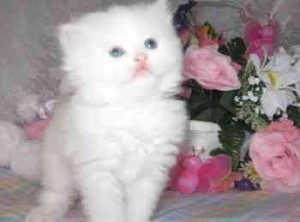 milk and cute persian kittens seeking a home