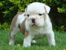 Affectionate english bulldog puppies available