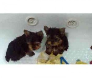 AKC Purebreed Sweet Yorkie babies12weeks old