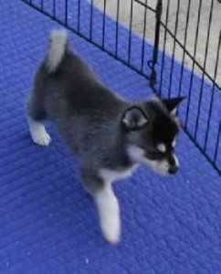 Cute Akc Registered White Teacup Siberian Husky Puppies