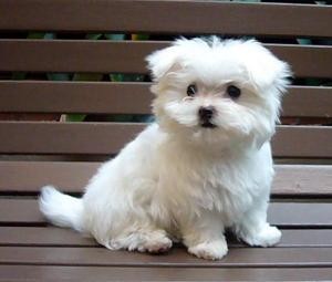 Potty Trained Maltese Puppies for adoption