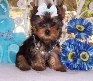 teacup Yorkie puppies