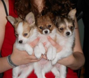 gorgeous Papillon Puppies For New Homes