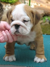 MARVELOUS ENGLISH BULLDOG PUPPIES FOR FREE ADOPTION?