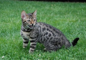 bengal kitten