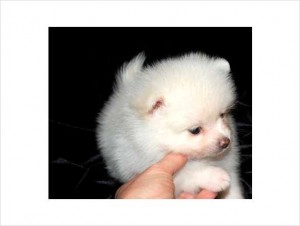 Adorable male Pomeranian puppies and female for re homing