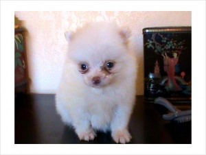 Pure birth Pomeranian puppies for re homing