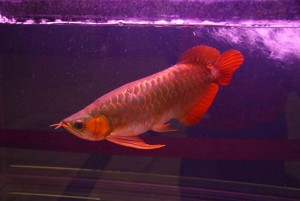 Arowana Fishes Available at Affordable PRICES