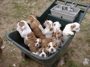 stunning litter of confident  AKC reg bully puppies