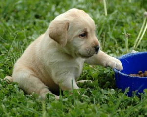 Labrador Retriever Puppies For Adoption