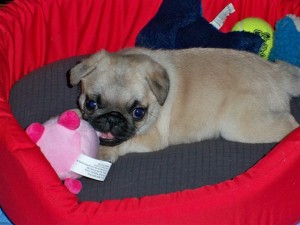 Fawn Female Pug Puppy Velma