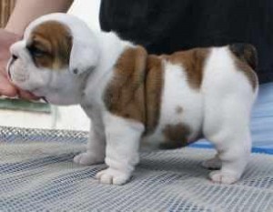 Extra Charming! BabyDoll! English Bulldog Puppies For Free Adoption/Available.