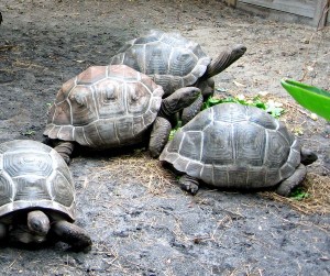 Aldabra Giant Tortoises for sale