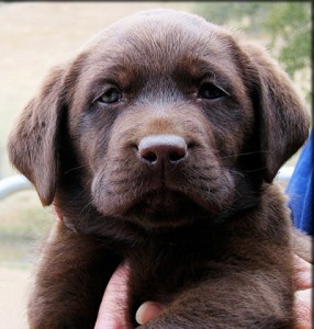 chocolate Labrador Retriever Puppies for Sale!