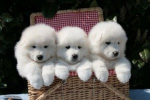 Super Cute  Samoyed Puppies