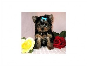 MALE AND  FEMALE YORKIES IN NEED OF A NEW HOME