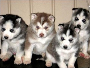 Gorgeous Siberian Huskies Puppies Available for Free Adoption