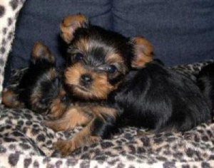 AKC Register Yorkie Puppies for Your Family