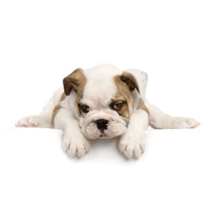 **** READY NOW ***** We are looking for homes for our Beautiful AKC Registered ENGLISH BULLDOG puppies.