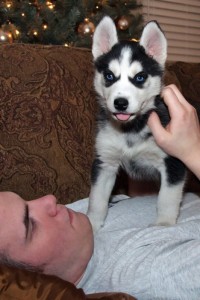 Purebreed Blues Eyes Siberian Huskies pups