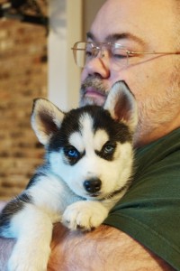 Purebreed Blues Eyes Siberian Huskies pups