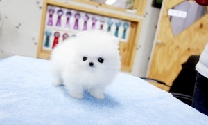 Adorable Teacup Pomeranian Puppies For Adoption