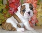 jovial English bulldog puppy for adoption to any good home,11weeks old