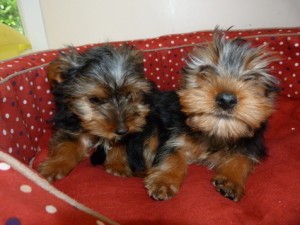 Tea-cup yorkie puppies for adoption