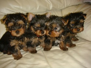 We are giving are Teacup yorkie puppies for adoption