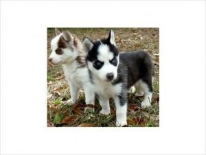 Affectionate Siberian husky puppies. Ready now. - $160