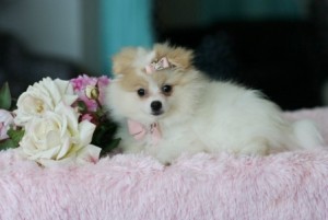 Ten Super Gorgeous Pomeranian Puppies Sale Now!