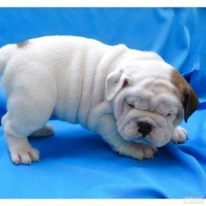 English Bulldog Puppies Available!