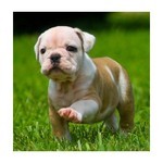 Cute Male and Female English bulldog babies available