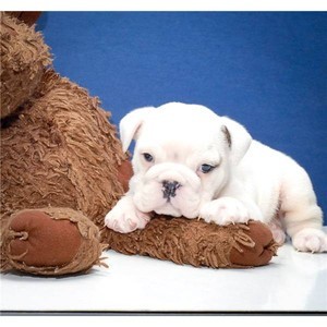 Adorable and Affectionate lovable English bulldog babies available