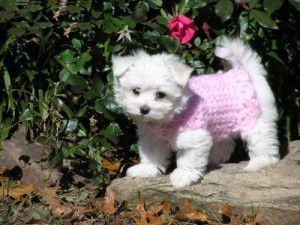 Gorgeous Teacup maltese Puppies for A Good Home