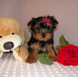 ADORABLE TEACUP YORKY PUPPIES FOR ADOPTION