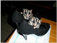 HEY!!!!!ADORABLE SUGAR GLIDERS READY FOR ANY GOOD HOME,