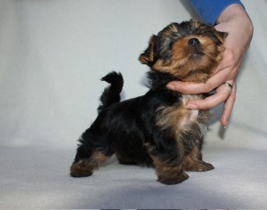 Healthy Teacup Yorkie Puppies For Adoption