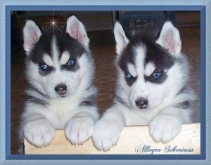 Cute Siberian husky puppies for adoption into loving and caring homes