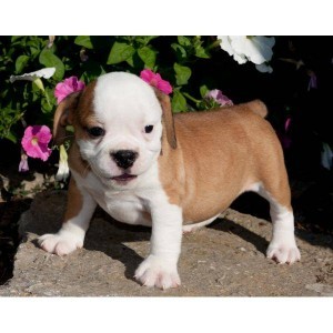 Healthy English bulldog puppies for adoption