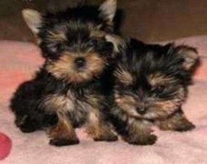 Home trained tea cup yorkies