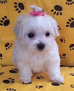 Cute Maltese puppies for adoption into loving and caring homes