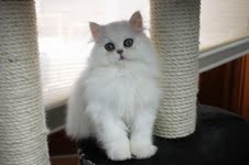 LOVELY PERSIAN KITTENS FOR ADOPTION