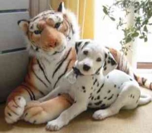 QUALITY DALMATIAN PUPPIES