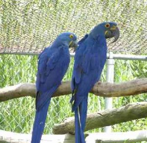 Hand feed Hyacinth Macaw parrots