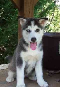 Aaffirmative siberian husky puppies