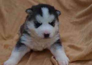 calm Siberian Husky Puppies for Sale