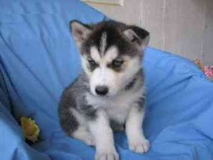 Kids Friendly Blue Eyes Two AKC registered Siberian Husky