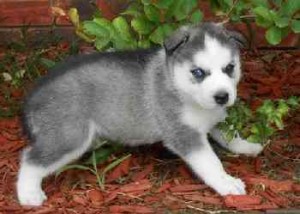 crying Siberian Husky Puppies for Sale