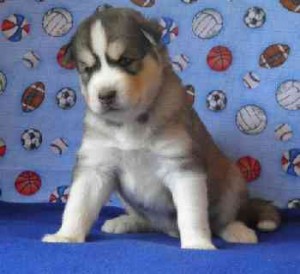 updated Siberian Husky Puppies for Sale